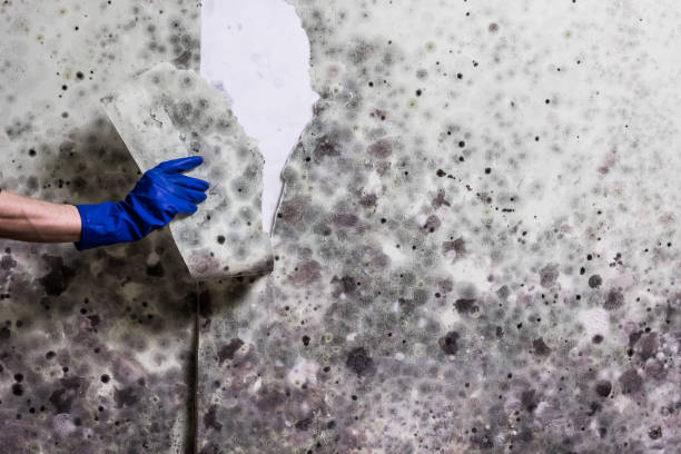 Best Residential Mold Remediation in Somerset, PA